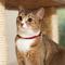 Show in main carousel: Frisco Nylon Personalized Breakaway Cat Collar with Bell, Red, 8 to 12-in neck, 3/8-in wide slide 7 of 9
