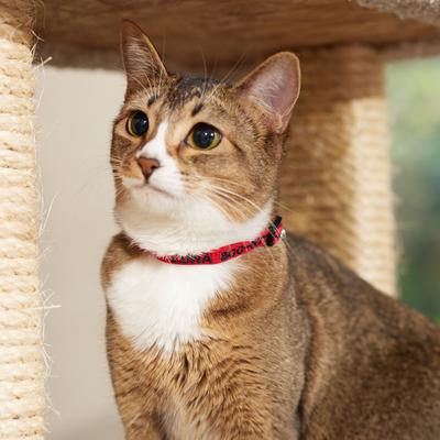 Show full view: Frisco Nylon Personalized Breakaway Cat Collar with Bell, Red, 8 to 12-in neck, 3/8-in wide slide 7 of 9