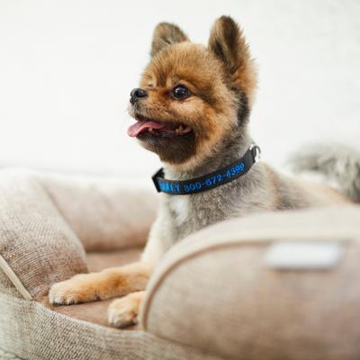 Show full view: Frisco Nylon Personalized Dog Collar, Black, Small: 10 to 14-in neck, 5/8-in wide slide 7 of 9