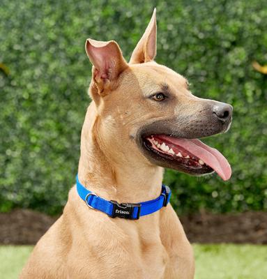 Show full view: Frisco Nylon Personalized Dog Collar, Blue, Medium: 14 to 20-in neck, 3/4-in wide slide 7 of 10