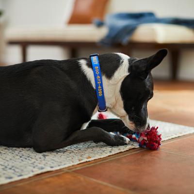 Show full view: Frisco Nylon Personalized Dog Collar, Blue, Medium: 14 to 20-in neck, 3/4-in wide slide 8 of 10
