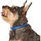 Show in main carousel: Frisco Nylon Personalized Dog Collar, Blue, Small: 10 to 14-in neck, 5/8-in wide slide 5 of 8