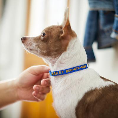 Show full view: Frisco Nylon Personalized Dog Collar, Blue, XS: 8 to 12-in neck, 5/8-in W slide 7 of 9