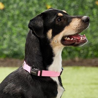 Show full view: Frisco Nylon Personalized Dog Collar, Pink, Medium: 14 to 20-in neck, 3/4-in wide slide 6 of 9