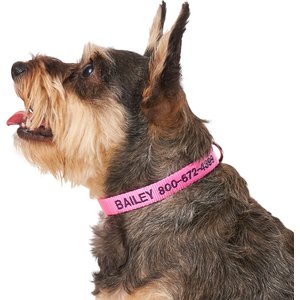 Frisco Nylon Personalized Dog Collar, Pink, Small: 10 to 14-in neck, 5/8-in wide
