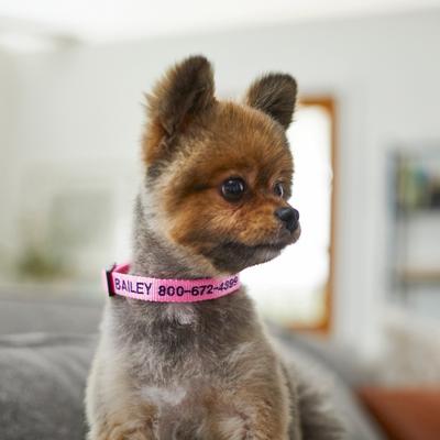 Show full view: Frisco Nylon Personalized Dog Collar, Pink, Small: 10 to 14-in neck, 5/8-in wide slide 8 of 10