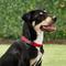 Show in main carousel: Frisco Nylon Personalized Dog Collar, Red, Medium: 14 to 20-in neck, 3/4-in wide slide 6 of 9
