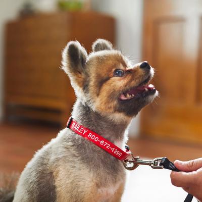 Show full view: Frisco Nylon Personalized Dog Collar, Red, Small: 10 to 14-in neck, 5/8-in wide slide 7 of 9