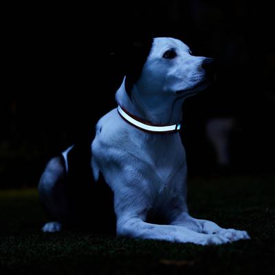 Show full view: Frisco Nylon Reflective Dog Collar, Black, Large/X-Large slide 6 of 9