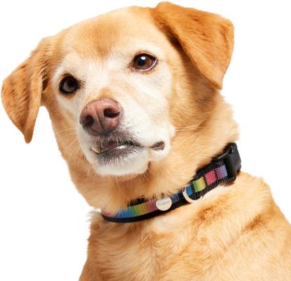 Show full view: Frisco Nylon Reflective Dog Collar, Black, Medium slide 3 of 9