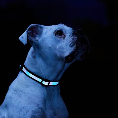 Show full view: Frisco Nylon Reflective Dog Collar, Black, Medium slide 6 of 9