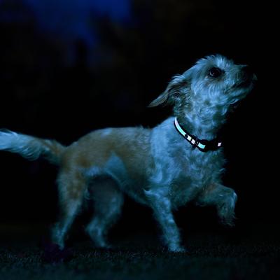 Show full view: Frisco Nylon Reflective Dog Collar, Black, X-Small slide 6 of 9