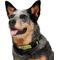 Show in main carousel: Frisco Nylon Reflective Dog Collar, Limeade, Medium slide 3 of 9