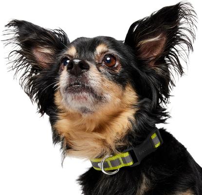 Show full view: Frisco Nylon Reflective Dog Collar, Limeade, X-Small slide 4 of 10