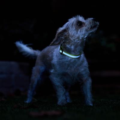 Show full view: Frisco Nylon Reflective Dog Collar, Limeade, X-Small slide 7 of 10