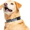 Show in main carousel: Frisco Nylon Reflective Dog Collar, Midnight Blue, Medium slide 3 of 9