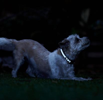 Show full view: Frisco Nylon Reflective Dog Collar, Midnight Blue, X-Small slide 6 of 9