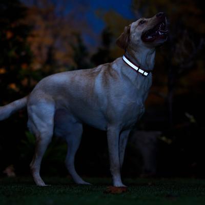 Show full view: Frisco Nylon Reflective Dog Collar, Orange, Large/X-Large slide 6 of 9