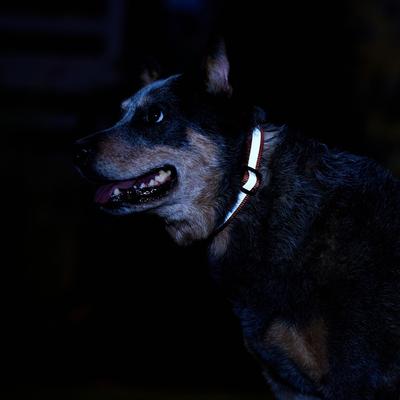 Show full view: Frisco Nylon Reflective Dog Collar, Orange, Medium slide 6 of 9