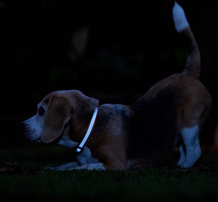 Show full view: Frisco Nylon Reflective Dog Collar, Orange, Small slide 6 of 9