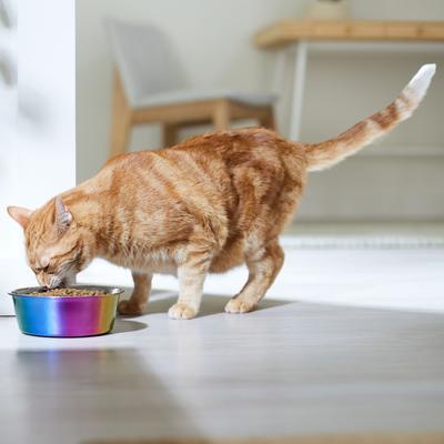 Show full view: Frisco Ombre Rainbow Design Stainless Steel Dog & Cat Bowl, 4 Cups slide 4 of 10