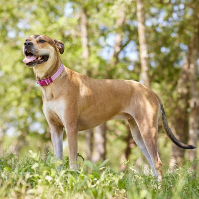 Show full view: Frisco Outdoor Frisco Outdoor Ultra Reflective Nylon Dog Collar, Shadow Purple, Medium - Neck: 14-20-in, Width: 3/4-in slide 5 of 8