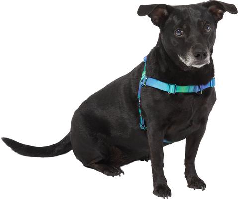 Show full view: Frisco Outdoor Green Ombre Style Dog Harness, L - Girth: 24-34-in slide 3 of 7