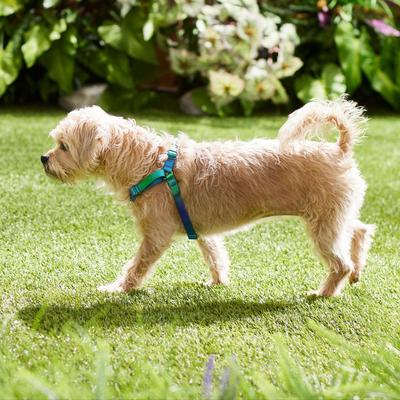 Show full view: Frisco Outdoor Green Ombre Style Dog Harness, S - Girth: 16-22-in slide 5 of 7