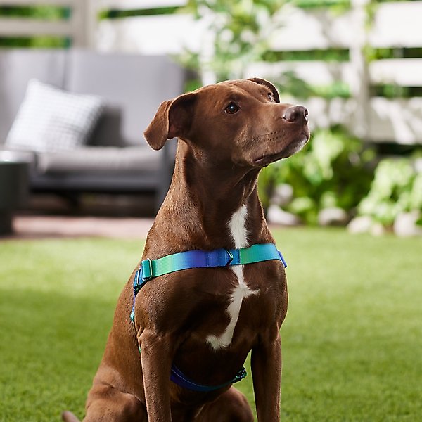 Frisco Outdoor Green Ombre Style Dog Harness