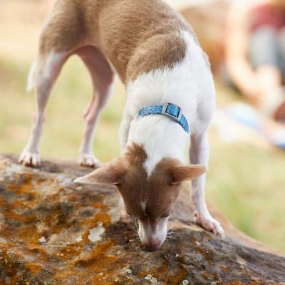 Show full view: Frisco Outdoor Heathered Nylon Collar, River Blue, Extra Small, Neck: 8-12-in, Width: 5/8th-in + Dog Leash, River Blue, Small - Length: 6-ft, Width: 5/8-in slide 5 of 9