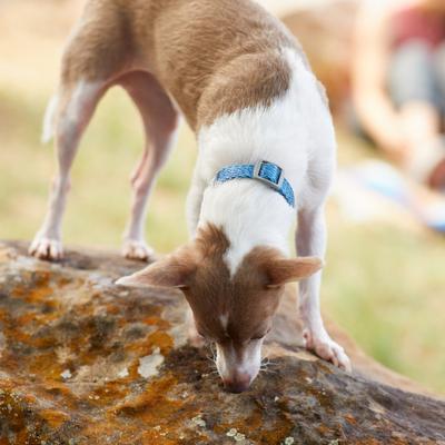 Show full view: Frisco Outdoor Heathered Nylon Collar, River Blue, SM - Neck: 10-14-in, Width: 5/8-in slide 4 of 7