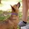 Show in main carousel: Frisco Outdoor Heathered Nylon Collar, Shadow Purple, Extra Small, Neck: 8-12-in, Width: 5/8th-in + Dog Leash, Shadow Purple, Small - Length: 6-ft, Width: 5/8-in slide 5 of 9