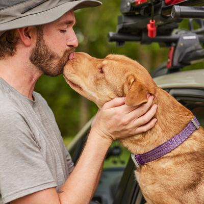 Show full view: Frisco Outdoor Heathered Nylon Collar, Shadow Purple, LG, Neck: 18 - 26-in, Width: 1-in slide 5 of 8