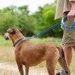 Show in main carousel: Frisco Outdoor Heathered Nylon Leash, River Blue, SM - Length: 6-ft, Width: 5/8-in slide 3 of 7