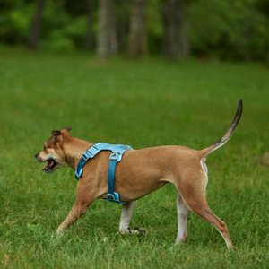 Frisco Outdoor Lightweight Ripstop Nylon Dog Harness, River Blue, L - Girth: 24 - 34-in