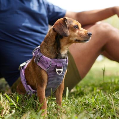 Show full view: Frisco Outdoor Lightweight Ripstop Nylon Dog Harness, Shadow Purple, S - Girth: 16 - 22-in slide 5 of 7