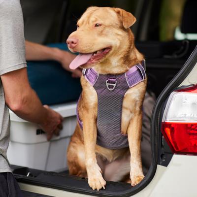 Show full view: Frisco Outdoor Lightweight Ripstop Nylon Dog Harness, Shadow Purple, XL - Girth: 32 - 44-in slide 5 of 7