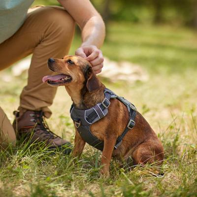 Show full view: Frisco Outdoor Lightweight Ripstop Nylon Dog Harness, Storm Gray, M - Girth: 20 - 28-in slide 5 of 7