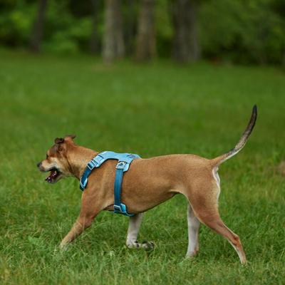 Show full view: Frisco Outdoor Lightweight Ripstop Nylon Harness, River Blue, Large, Neck: 18 to 28-in, Girth 24 to 34-in + Heathered Dog Leash, River Blue, Large - Length: 6-ft, Width: 1-in slide 6 of 10