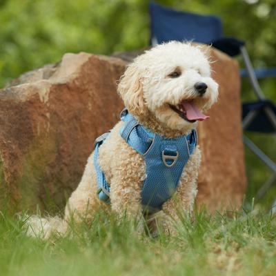 Show full view: Frisco Outdoor Lightweight Ripstop Nylon Harness, River Blue, Medium, Neck: 15 to 23-in, Girth, 20 to 28-in + Heathered Nylon Collar, River Blue, Medium - Neck: 14-20-in, Width: 3/4-in slide 5 of 10
