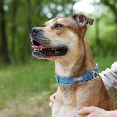 Show full view: Frisco Outdoor Lightweight Ripstop Nylon Harness, River Blue, Medium, Neck: 15 to 23-in, Girth, 20 to 28-in + Heathered Nylon Collar, River Blue, Medium - Neck: 14-20-in, Width: 3/4-in slide 9 of 10