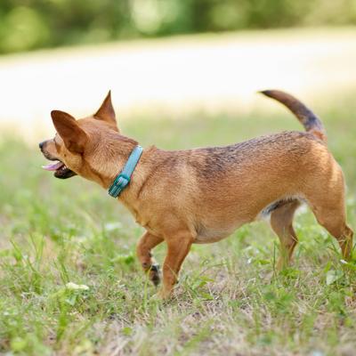 Show full view: Frisco Outdoor Nylon Reflective Comfort Padded Dog Collar, Bayou Teal, XS: Neck: 8-12-in, W: 5/8th -in slide 5 of 8