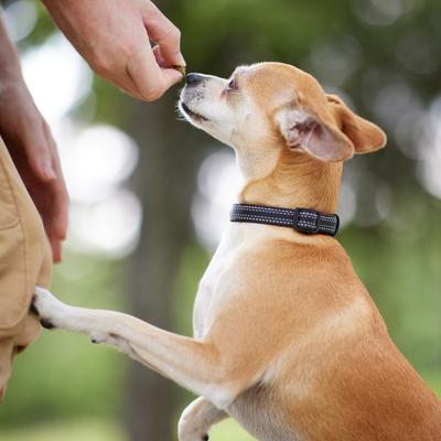 Show full view: Frisco Outdoor Nylon Reflective Comfort Padded Dog Collar, Black, SM - Neck: 10-14-in, Width: 5/8-in slide 6 of 9