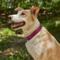 Show in main carousel: Frisco Outdoor Nylon Reflective Comfort Padded Dog Collar, Boysenberry Purple, MD - Neck: 14-20-in, Width: 3/4-in slide 6 of 9