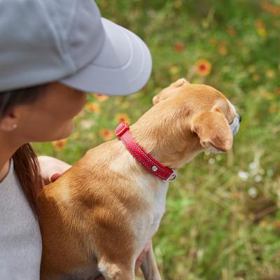 Show full view: Frisco Outdoor Nylon Reflective Comfort Padded Dog Collar, Mars Red, SM - Neck: 10-14-in, Width: 5/8-in slide 5 of 8