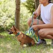 Show in main carousel: Frisco Outdoor Nylon Reflective Comfort Padded Dual Handles Dog Leash, Bayou Teal, MD - Length: 6-ft, Width: 3/4-in slide 4 of 8