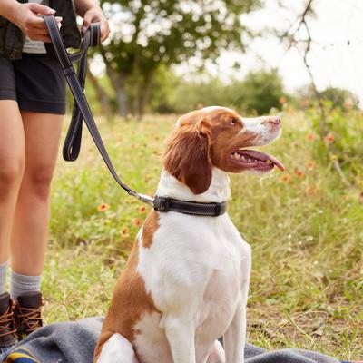 Show full view: Frisco Outdoor Nylon Reflective Comfort Padded Dual Handles Dog Leash, Black, SM - Length: 6-ft, Width: 5/8-in slide 4 of 8