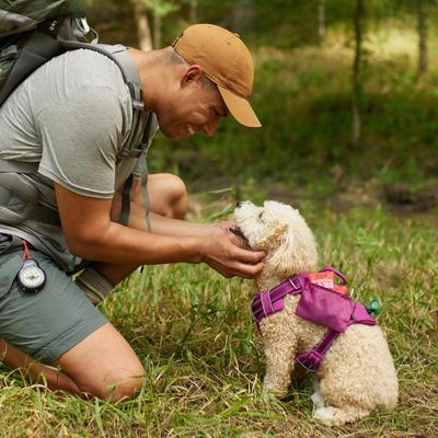 Show full view: Frisco Outdoor Premium Ripstop Nylon Dog Harness with Pocket, Boysenberry Purple, S - Girth: 16 - 22-in slide 5 of 7