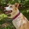 Show in main carousel: Frisco Outdoor Premium Ripstop Nylon Harness with Pocket, Boysenberry Purple, Medium, Neck: 15 to 23-in, Girth, 20 to 28-in + Reflective Comfort Padded Dog Collar, Boysenberry Purple, Medium - Neck: 14-20-in, Width: 3/4-in slide 9 of 9