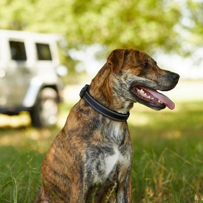 Show full view: Frisco Outdoor Premium Ripstop Nylon Harness with Pocket, Midnight Black, X-Large - Girth: 32-44-in + Reflective Comfort Padded Dog Collar, Midnight Black, Large, Neck: 18 -26-in, Width: 1-in slide 9 of 9